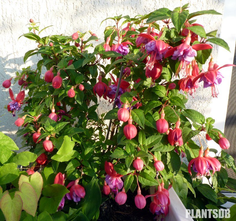 Fushia hybrida